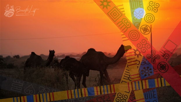 Culture & People - Gold merchant camels