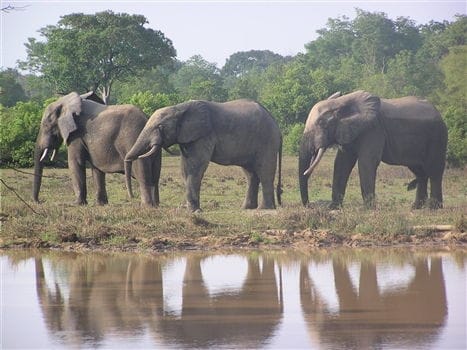 Place to See - Elephants