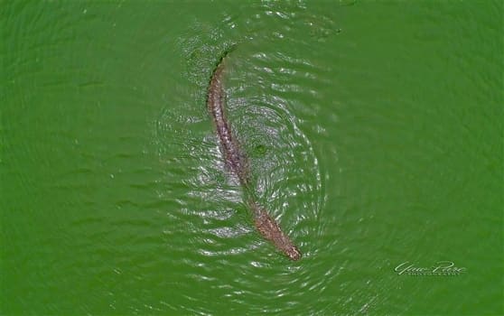 Place to See - Spot the crocodile