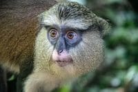 Tafi-Atome Monkey Sanctuary Tafi-Atome Monkey Sanctuary