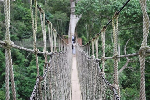Travel Insight - Kakum National Park
