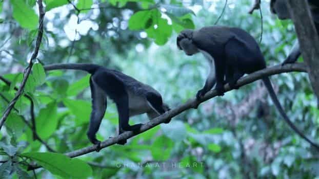 Travel Insight - Ghana at Heart - Monkeys
