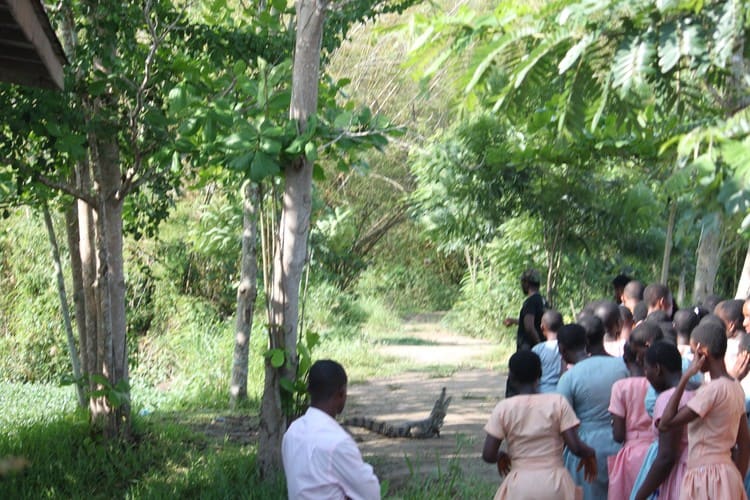 Helgard Africa - Tours - Crocodile crossing the road