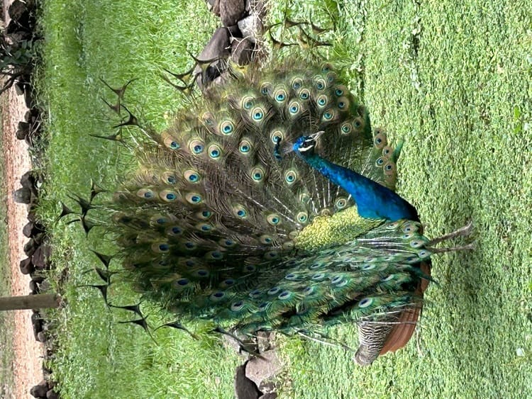 Helgard Africa - Tours - Peacock flaunting